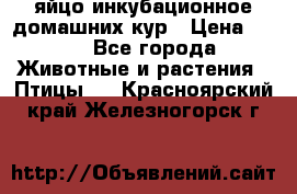 яйцо инкубационное домашних кур › Цена ­ 25 - Все города Животные и растения » Птицы   . Красноярский край,Железногорск г.